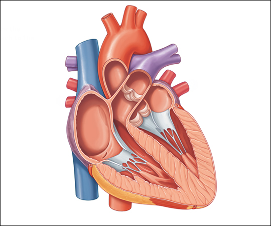 EP Basics – Part 1: Cardiac A&P and EP (1.5 CE credits) course image